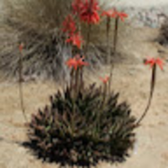 Meet your Posher, Deborah - Picture 1 of 1